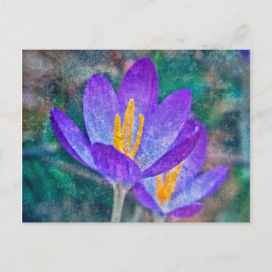 Crocus Postcard