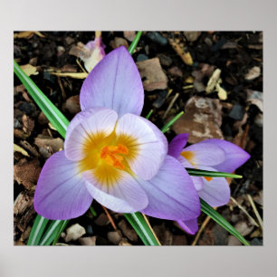 Crocus,  poster