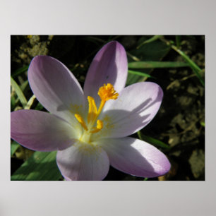 Crocus Print