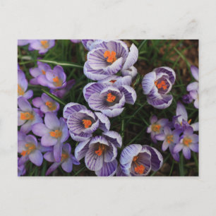 Crocus Purple and White Flower Photo Postcard