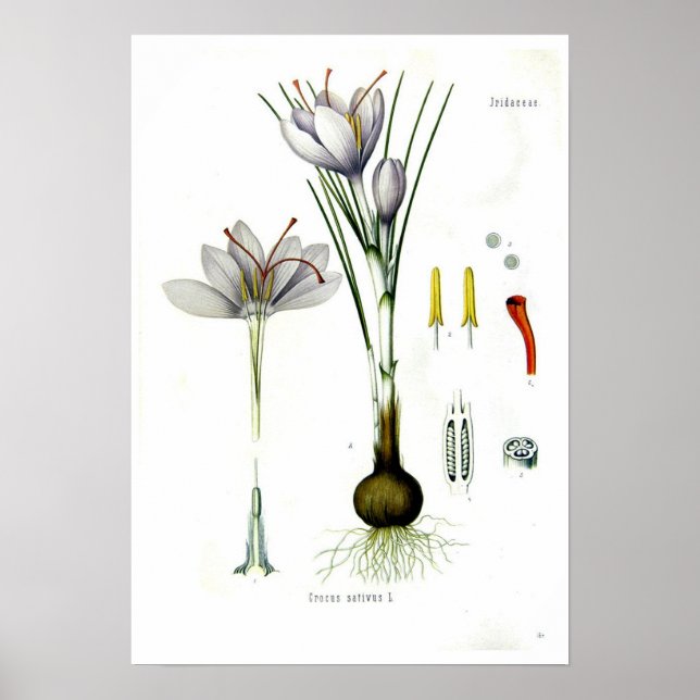 Crocus sativus poster (Front)