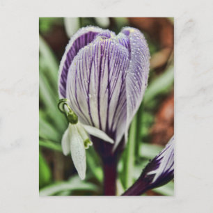 Crocus Snowdrop and water droplets Postcard