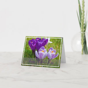 Crocus spring card