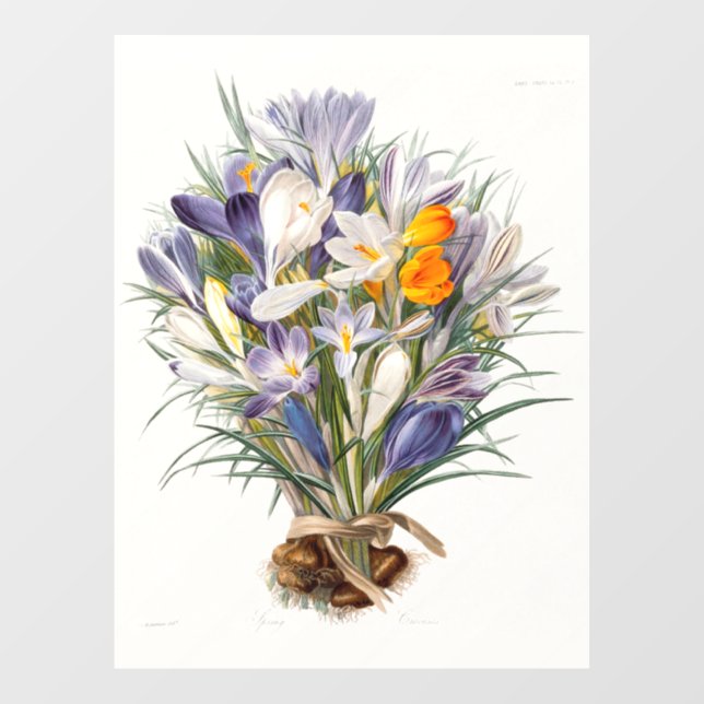 Crocus Spring Flower Botanical Floral Art (Sheet)