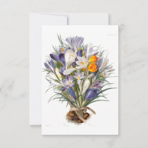 Crocus Spring Flower Botanical Floral Art