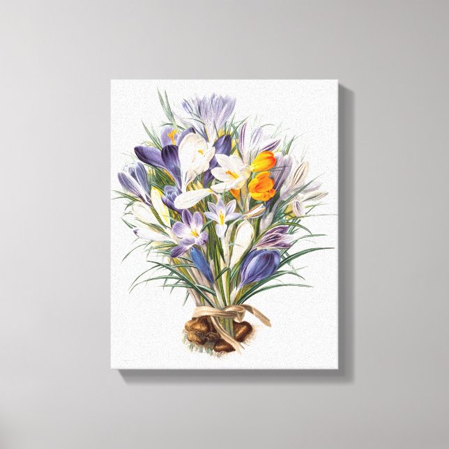Crocus Spring Flower Botanical Floral Art Canvas Print (Front)