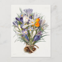 Crocus Spring Flower Botanical Floral Art