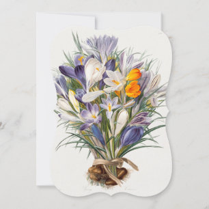 Crocus Spring Flower Floral Art