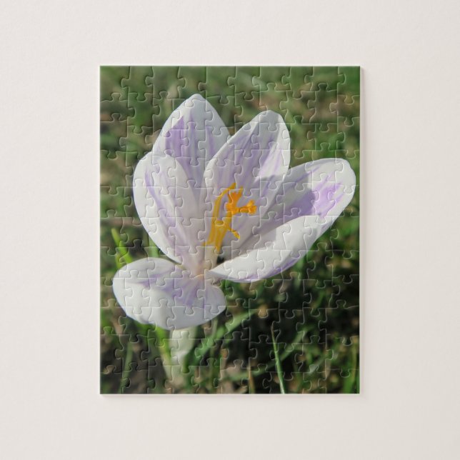 crocus, spring, flower, nature, purple, blossom, jigsaw puzzle (Vertical)