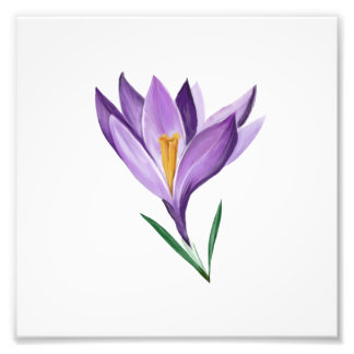 Crocus Spring Flower Photo Print