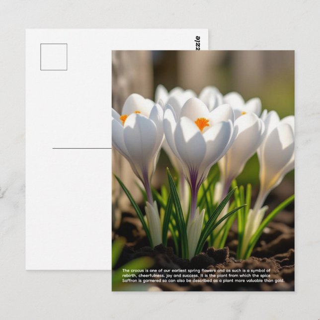 Crocus Symbolism Postcard (Front/Back)
