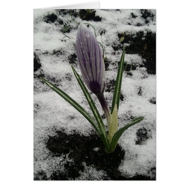 Crocus With Ice (Front)