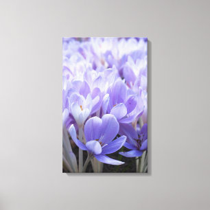 Crocus Wrapped Canvas Print