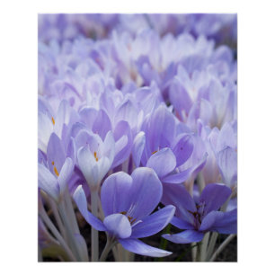 Crocus Wrapped Canvas Print