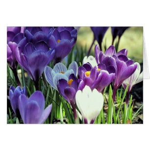 Crocuses