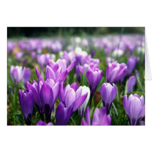 Crocuses