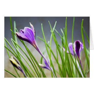 Crocuses Card