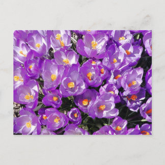 Crocuses Postcard