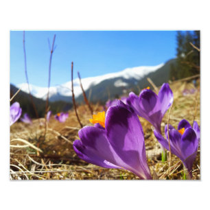 Crocuses, Tatras Photo Print