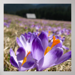Crocuses, Tatras Poster