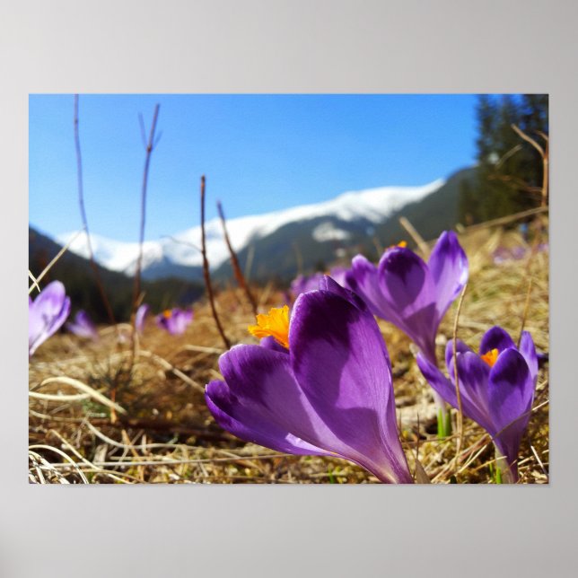 Crocuses, Tatras Poster (Front)