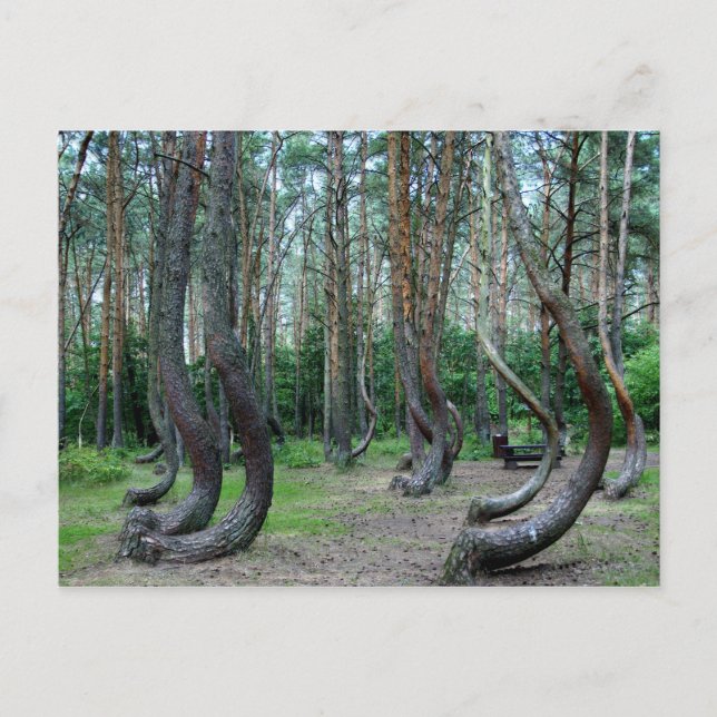 Crooked Forest - Poland Postcard (Front)