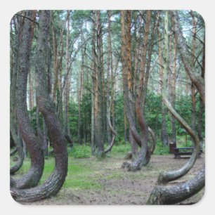 Crooked Forest - Poland Square Sticker
