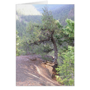 Crooked Tree