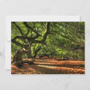 Crooked Trees of Lavizzara