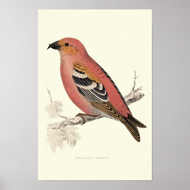 Cross bill bird poster (Front)