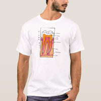Cross Section Diagram of a Human Tooth