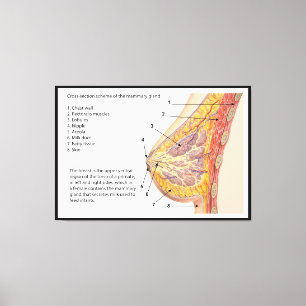 Cross Section Diagram of the Human Mammary Gland Canvas Print
