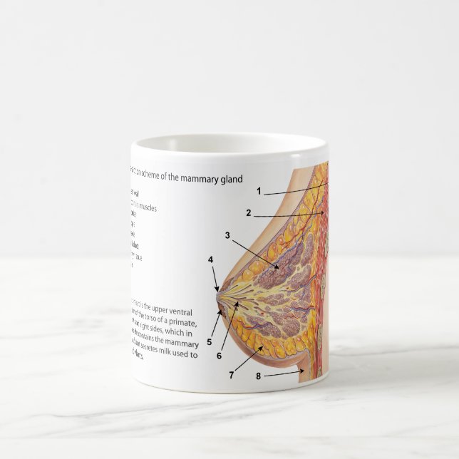 Cross Section Diagram of the Human Mammary Gland Coffee Mug (Center)