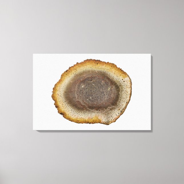Cross-section of a Petrified Fern stem (Tieteasing Canvas Print (Front)