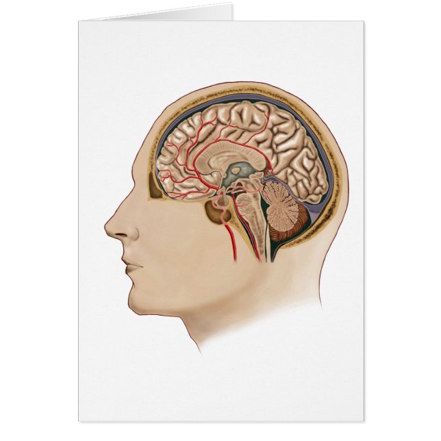 Cross Section Of Brain With Arteries (Front)