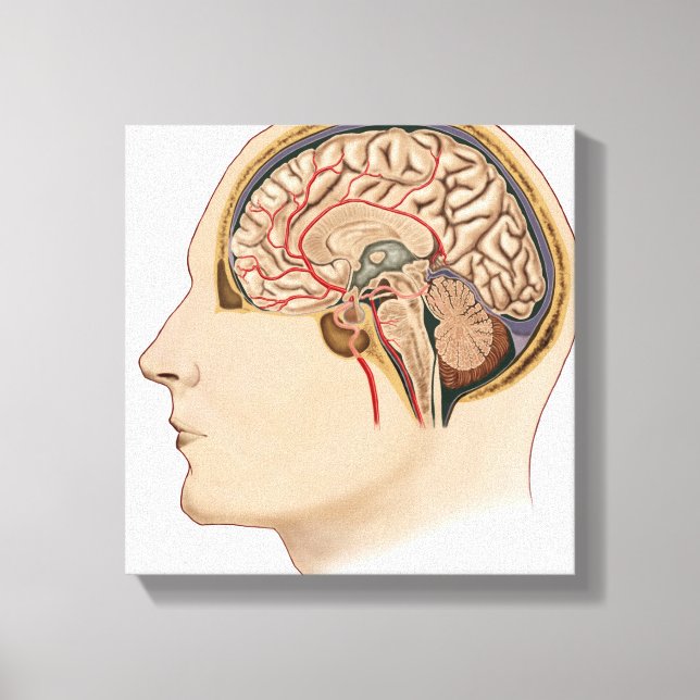 Cross Section Of Brain With Arteries Canvas Print (Front)
