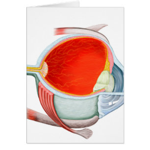 Cross Section Of Human Eye