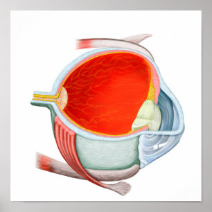 Cross Section Of Human Eye Poster