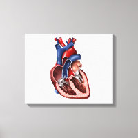 Cross Section Of Human Heart