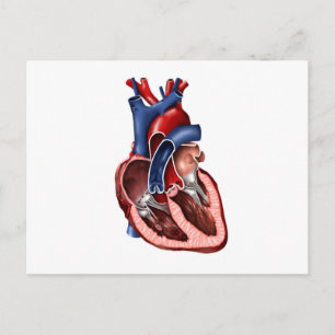 Cross Section Of Human Heart Postcard
