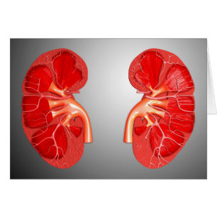 Cross-Section Of Human Kidney
