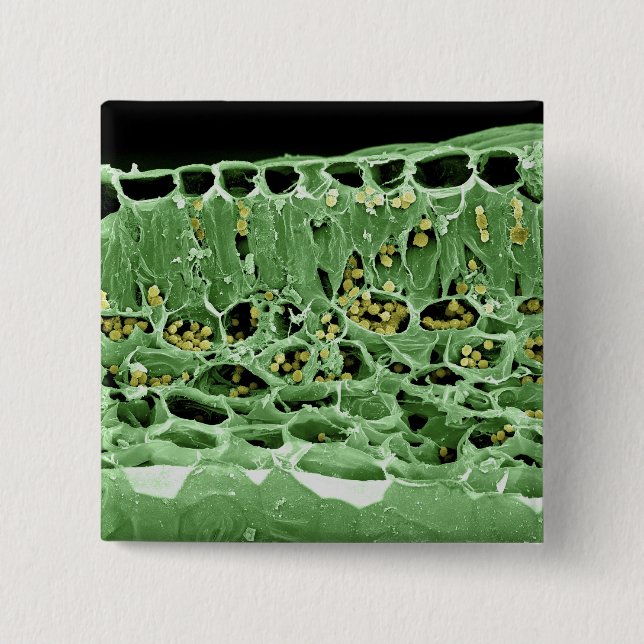 Cross Section of Leaf 15 Cm Square Badge (Front)