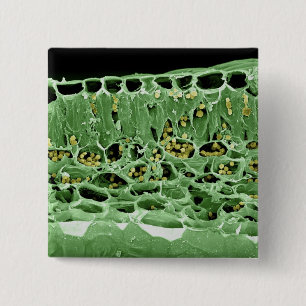 Cross Section of Leaf 15 Cm Square Badge