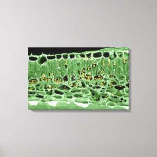 Cross Section of Leaf Canvas Print