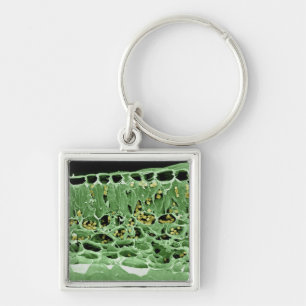 Cross Section of Leaf Key Ring