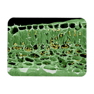 Cross Section of Leaf Magnet