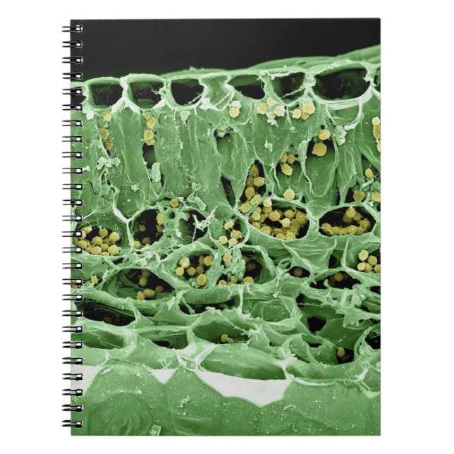 Cross Section of Leaf Notebook (Front)