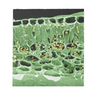 Cross Section of Leaf Notepad