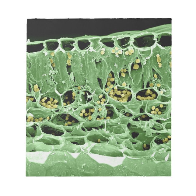 Cross Section of Leaf Notepad (Front)