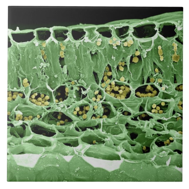 Cross Section of Leaf Tile (Front)